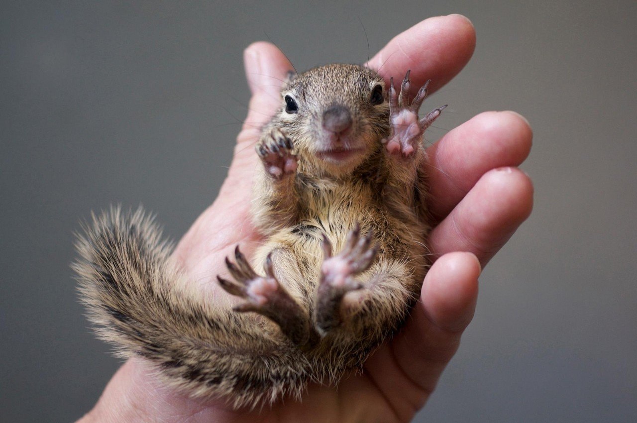 How to take care of a baby squirrel | www.whatdosquirrelseat.org